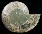 Stunning Inch Polished Ammonite - Half #5212-2